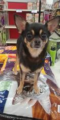 Chihuahua Dogs for adoption in Rocky Mount, NC, USA