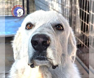 Great Pyrenees Dogs for adoption in Spring, TX, USA