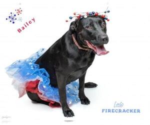 Medium Photo #1 Labrador Retriever-Staffordshire Bull Terrier Mix Puppy For Sale in Houston, TX, USA
