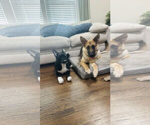 German Shepherd Dog Dogs for adoption in La Grange , NC, USA