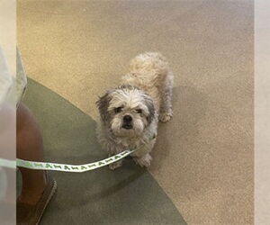 Maltese Dogs for adoption in Upland, CA, USA