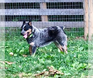 Mutt Dogs for adoption in Delaplane, VA, USA