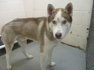 Alaskan Husky Dogs for adoption in Rowlett, TX, USA