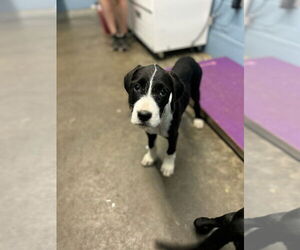 Labrador Retriever-Unknown Mix Dogs for adoption in Evansville, IN, USA