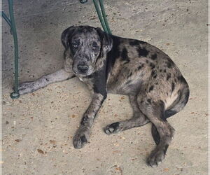 Catahoula Leopard Dog-Labrador Retriever Mix Dogs for adoption in Oakhurst, NJ, USA