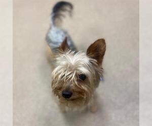 Mutt Dogs for adoption in Aurora, CO, USA