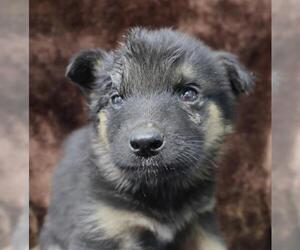 Mutt Dogs for adoption in Thief River Falls, MN, USA