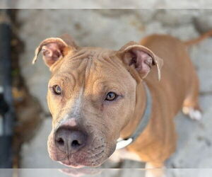 Mutt Dogs for adoption in Tulsa, OK, USA