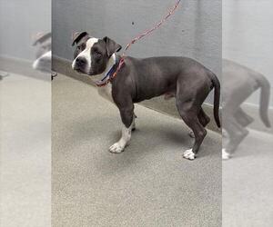 American Pit Bull Terrier-Unknown Mix Dogs for adoption in Las Vegas, NV, USA