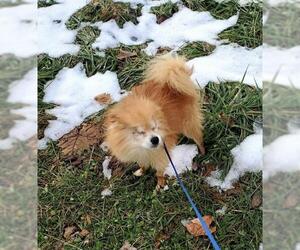 Pomeranian Dogs for adoption in Bellbrook, OH, USA