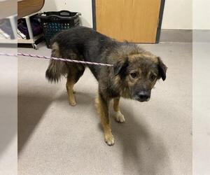 Medium Photo #2 German Shepherd Dog-Unknown Mix Puppy For Sale in Modesto, CA, USA