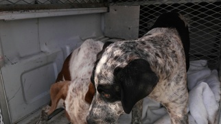 Pointer-Unknown Mix Dogs for adoption in Roanoke, TX, USA