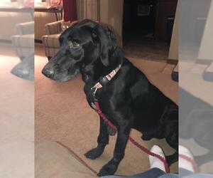 Great Dane-Labrador Retriever Mix Dogs for adoption in aurora, IL, USA