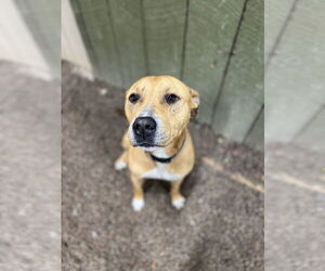 American Pit Bull Terrier Dogs for adoption in Benton, PA, USA