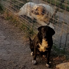 Small Great Pyrenees-Pointer Mix