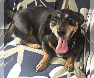 Dachshund-Unknown Mix Dogs for adoption in Mount Airy, NC, USA