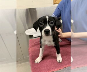 Labsky Dogs for adoption in Fairbanks, AK, USA