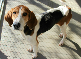 Treeing Walker Coonhound Dogs for adoption in Hilton Head, SC, USA