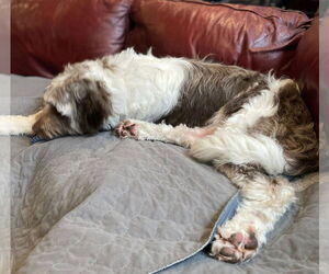 Poodle (Standard)-Unknown Mix Dogs for adoption in Plainfield, IL, USA