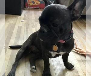 French Bulldog Dogs for adoption in Oakley, CA, USA