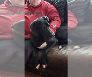 Great Dane Dogs for adoption in Camby, IN, USA