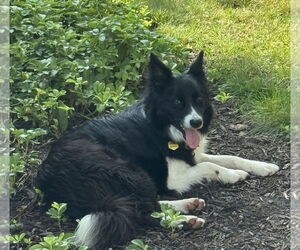 Medium Photo #6 Border Collie Puppy For Sale in Highland, IL, USA