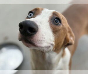 German Shorthaired Pointer-Unknown Mix Dogs for adoption in Tulsa, OK, USA