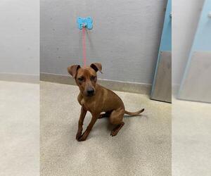 Unknown-Vizsla Mix Dogs for adoption in Las Vegas, NV, USA