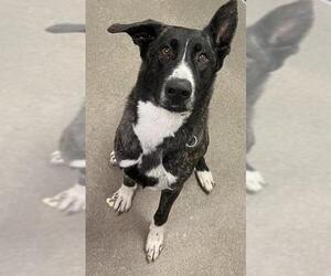 German Shepherd Dog-Unknown Mix Dogs for adoption in HESPERIA, CA, USA