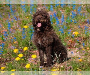 Labradoodle Dogs for adoption in San Andreas, CA, USA