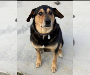 Mutt Dogs for adoption in Tracy City, TN, USA