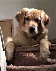 Golden Retriever Dogs for adoption in Minneapolis, MN, USA