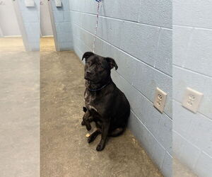 Labrador Retriever-Unknown Mix Dogs for adoption in Evansville, IN, USA