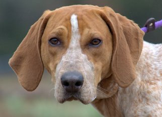 English Coonhound Dogs for adoption in Sparta, TN, USA