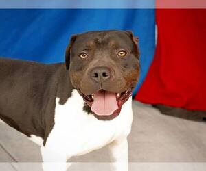 Rottweiler-American Pit Bull Terrier Dogs for adoption in Pasadena, CA, USA