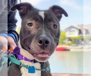 American Pit Bull Terrier-Unknown Mix Dogs for adoption in Alameda, CA, USA