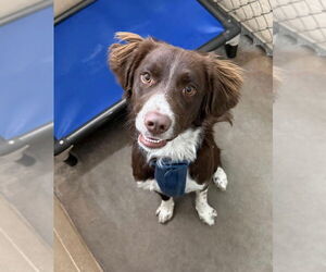 Brittany Dogs for adoption in Curwensville, PA, USA