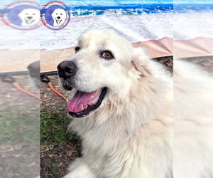 Great Pyrenees Dogs for adoption in Spring, TX, USA