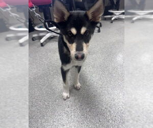Siberian Husky-Unknown Mix Dogs for adoption in Pasadena, TX, USA