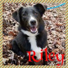 Border Collie Dogs for adoption in pomfret, CT, USA