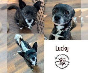 Boston Huahua Dogs for adoption in Princeton, British Columbia, Canada