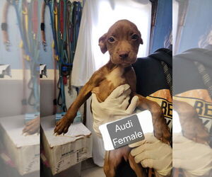 American Pit Bull Terrier-Unknown Mix Dogs for adoption in Evansville, IN, USA