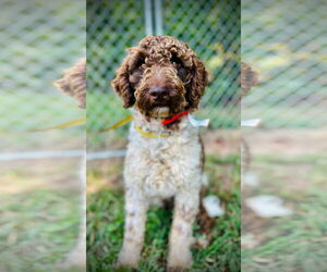 Poodle (Standard)-Unknown Mix Dogs for adoption in Pacolet, SC, USA