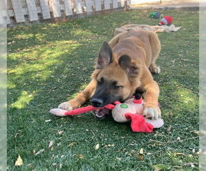Border Collie Dogs for adoption in Fremont, CA, USA