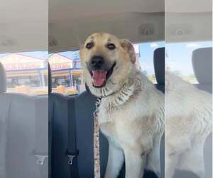 Medium Photo #1 Akbash-Anatolian Shepherd Mix Puppy For Sale in Tabernash, CO, USA