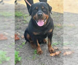 Rottweiler Dogs for adoption in Tavares, FL, USA