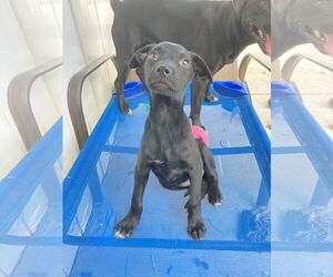 Labrador Retriever-Unknown Mix Dogs for adoption in San Diego, CA, USA