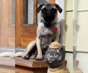 Pug Dogs for adoption in San Diego, CA, USA