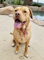 Medium Photo #1 American Pit Bull Terrier-Labrador Retriever Mix Puppy For Sale in Mission viejo, CA, USA