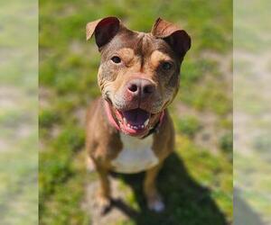 American Pit Bull Terrier-Unknown Mix Dogs for adoption in Sacramento, CA, USA